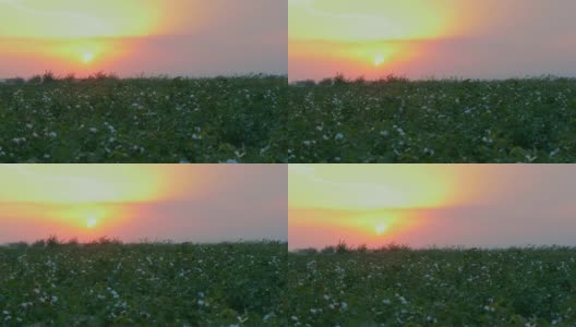 日落时分，白棉田在农村的田园风光中生长。日出农业概念。高清在线视频素材下载