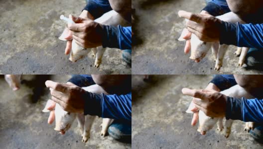 兽医在农场给小猪注射高清在线视频素材下载