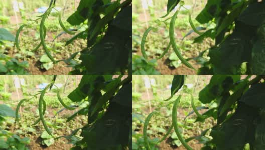 菜豆(phaseololesvulgaris L. bean)在大田阳光下生长高清在线视频素材下载