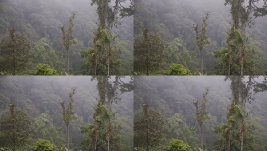 厄瓜多尔马什皮的原始云雾森林。采用针高清在线视频素材下载
