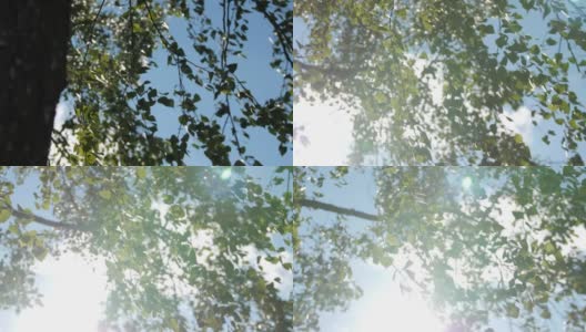 白桦树的枝叶在蓝天下随风摆动高清在线视频素材下载