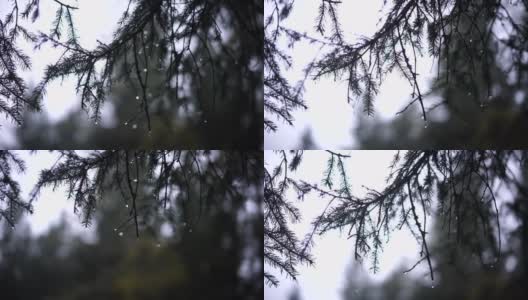 近距离拍摄的一棵松树针在雨中高清在线视频素材下载
