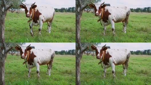 村里的牛在田里吃草。高清在线视频素材下载