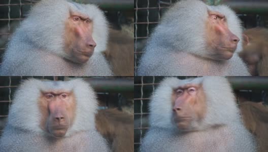 动物园笼子里的古怪害羞的hamadryas狒狒。高清在线视频素材下载