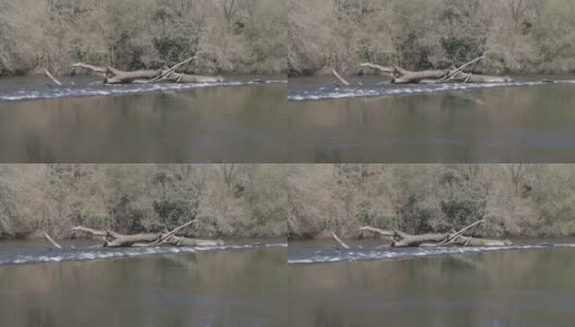 早春在塔皮亚河的坦布雷河的河滩上高清在线视频素材下载