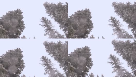 雪花落在冷杉树枝上高清在线视频素材下载