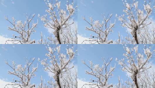 冬天蓝色的天空和覆盖着胡桃树枝的雪高清在线视频素材下载