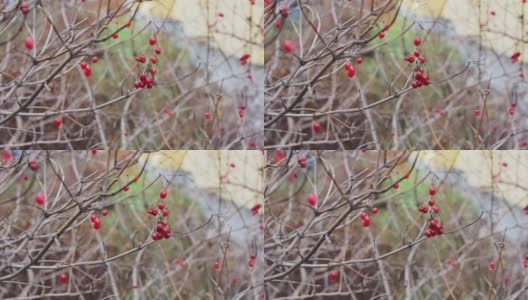 冬天花园灌木丛里冰冻的红浆果高清在线视频素材下载