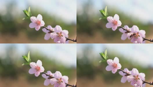 桃花高清在线视频素材下载