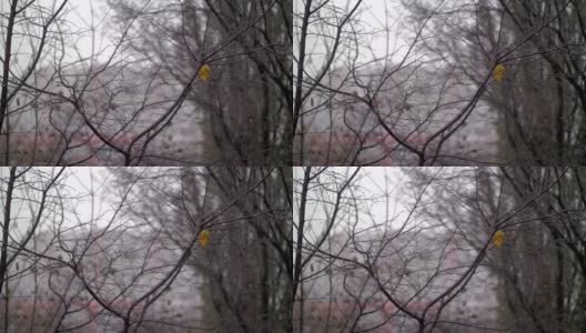 光秃秃的树木和飘雪的晚秋景象高清在线视频素材下载
