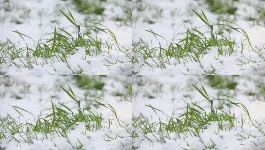 绿草与雪3高清在线视频素材下载