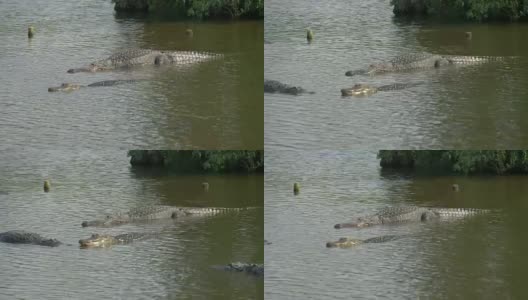 鳄鱼浮在水面上高清在线视频素材下载