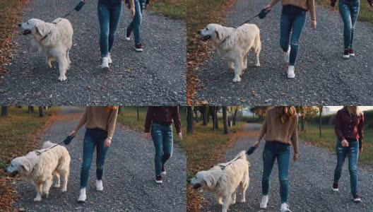 享受秋天和狗散步高清在线视频素材下载