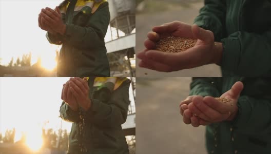近距离拍摄的成年农民的手握小麦在温暖的日落光线。谷物从指间筛过。日出时，农学家用双手缓慢地撒谷粒。丰收的概念高清在线视频素材下载