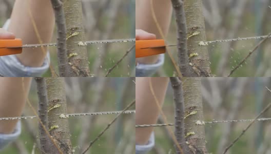 近距离的园丁使用锯子锯树枝，而园艺工作高清在线视频素材下载