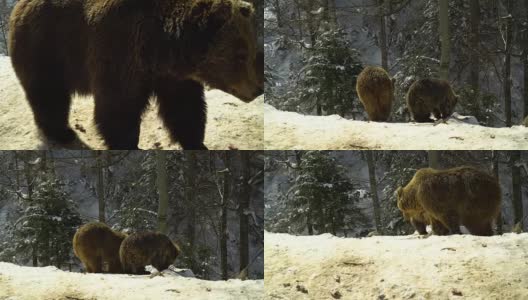 冬天的森林里有棕熊。三只熊在雪地里吃东西。高清在线视频素材下载