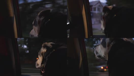 可爱的狗狗在晚上把头伸出车窗高清在线视频素材下载