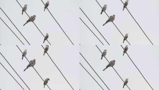 鸟坐在一根电线上高清在线视频素材下载