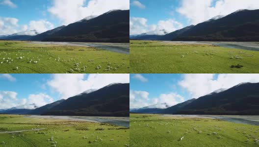 在顶视图的绿色草地上奔跑的白色羊群高清在线视频素材下载