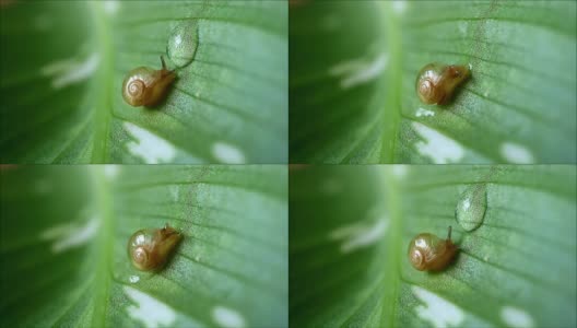 小蜗牛爬在绿叶上向水珠滴去，掰开水珠，慢慢地喝水高清在线视频素材下载