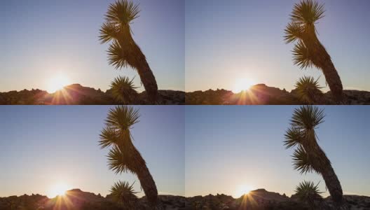 约书亚树国家公园沙漠日落高清在线视频素材下载