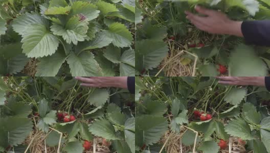 有人在花园里摘草莓高清在线视频素材下载