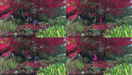 一家人在秋天的公园里玩，在美丽的红树下高清在线视频素材下载