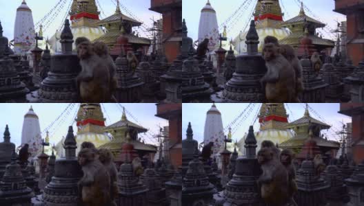 猴庙是尼泊尔加德满都一座山顶上的古老宗教建筑高清在线视频素材下载