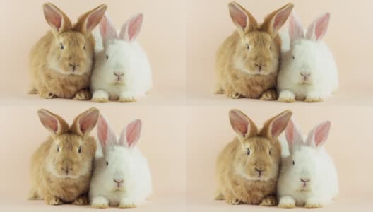 淡粉色背景上的两只可爱的小兔子。复活节假期的概念。特写的两个复活节兔子与滑稽的脸看着镜头高清在线视频素材下载