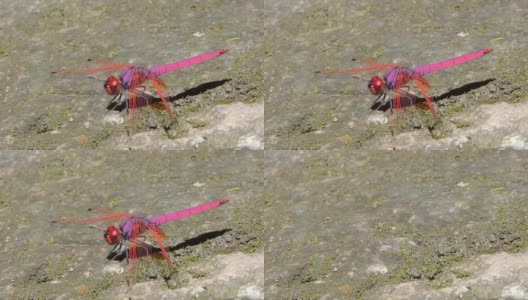 红尾巴蜻蜓。高清在线视频素材下载