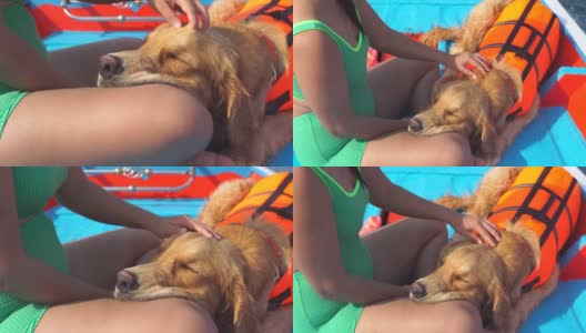 金毛猎犬海洋狗放松和睡在亚洲女孩的腿上，同时头部按摩高清在线视频素材下载