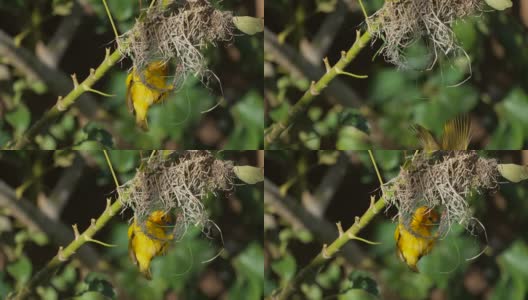 织布鸟从巢里掉下来的慢动作高清在线视频素材下载