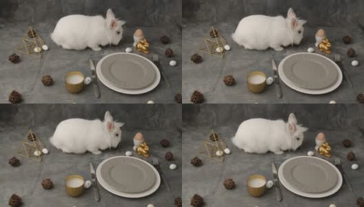 复活节兔子用五彩缤纷的复活节兔子蛋，漂亮的复活节兔子用兔子作为复活节节日的概念。复活节兔子。可爱的复活节兔子和五颜六色的复活节彩蛋。白色复活节兔子兔子。高清在线视频素材下载