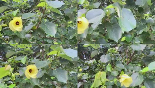 风中的黄芙蓉花树高清在线视频素材下载