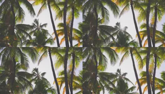 椰子树的叶子在蓝天下随风摇摆。这是夏威夷瓦胡岛威基基海滩上阳光明媚的一天。高清在线视频素材下载