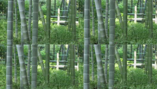 美丽的竹林传统公园白天手持式高清在线视频素材下载