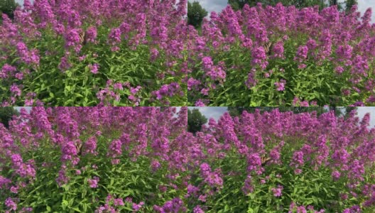 蝴蝶和蜜蜂在花园夹竹桃上高清在线视频素材下载