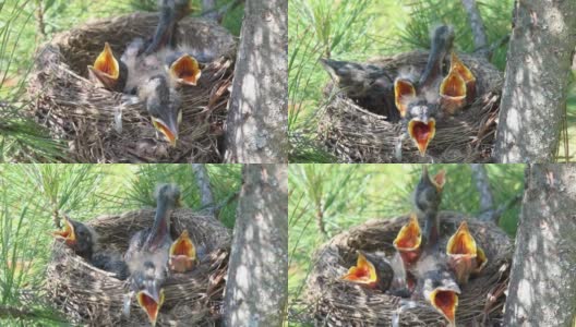 五只饥饿的幼鸟在鸟巢里高清在线视频素材下载