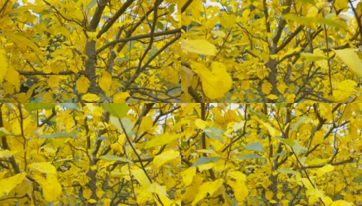 爱沙尼亚苹果树上的黄叶高清在线视频素材下载