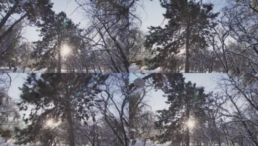 在冬天的一天，在树枝和雪结冰的树下移动高清在线视频素材下载