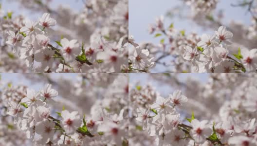 樱花枝条盛开高清在线视频素材下载