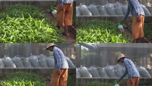 在东南亚，上了年纪的女农民给她农场里的蔬菜施用有机肥。高清在线视频素材下载