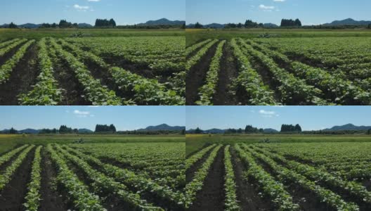 许多蔬菜种苗种植在田间，鸟瞰图高清在线视频素材下载