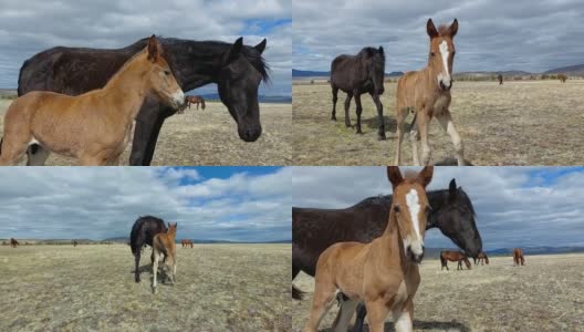 马和小马驹一家人看着相机。春天草地上的马群高清在线视频素材下载