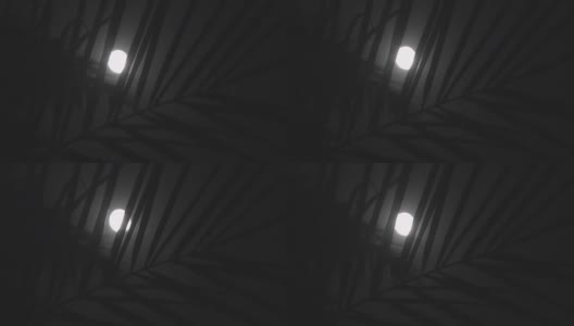 热带夜晚的满月，棕榈树的剪影高清在线视频素材下载