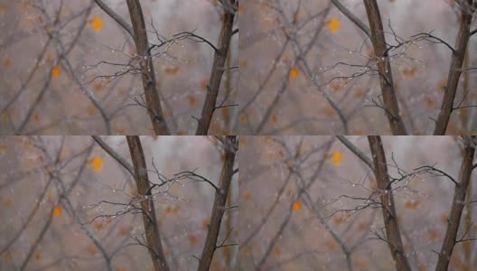 沉闷的深秋景象。光秃秃的树木和飘落的雪花高清在线视频素材下载