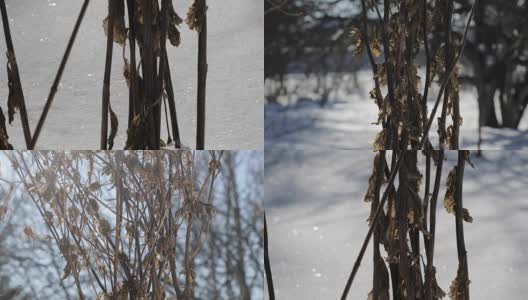 冬天，干枯的植物特写高清在线视频素材下载