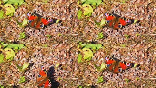红色翅膀上有黑点的蝴蝶坐在石头上高清在线视频素材下载