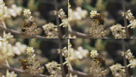蜜蜂花Dof慢动作高清在线视频素材下载
