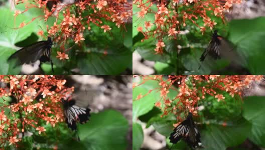 有蝴蝶的红色花朵从花粉中吸取花蜜高清在线视频素材下载